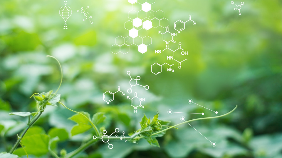 Plants with biochemistry structure on green background.Gröna växtet med inlagd biokemistruktur i den bakgrunden.